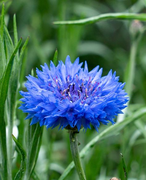 Corn Flower Aesthetic, Corn Flower Blue Aesthetic, Cornflower Aesthetic, Cornflower Blue Aesthetic, Blue Corn Flower, Macro Photography Flowers, Blue Corn, Blue Cornflower, Corn Flour