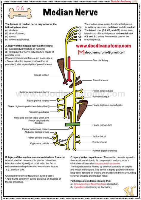 Nerve Anatomy, Median Nerve, Basic Anatomy And Physiology, Good Insta Captions, Thai Massage, Carpal Tunnel, Foam Roller, Anatomy And Physiology, Nerve