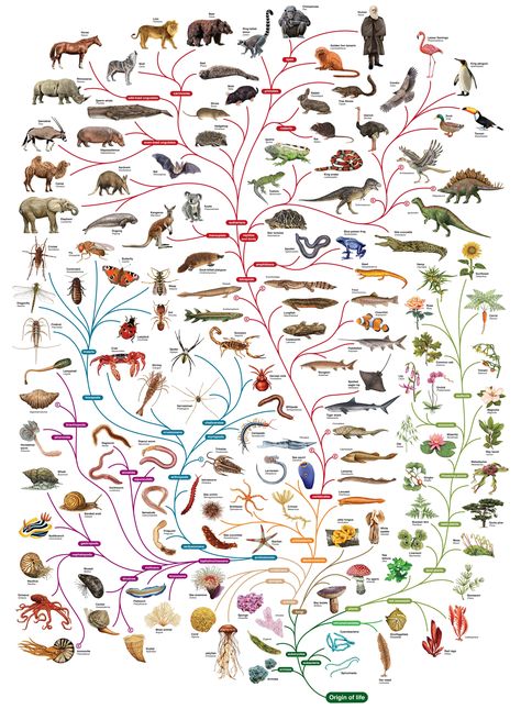 High dpi Tree of Life Tree Of Life Evolution, Darwin Tree Of Life, Phylogenetic Tree, Theory Of Evolution, Animals And Plants, Natural Selection, Life Poster, Smart Auto, Charles Darwin