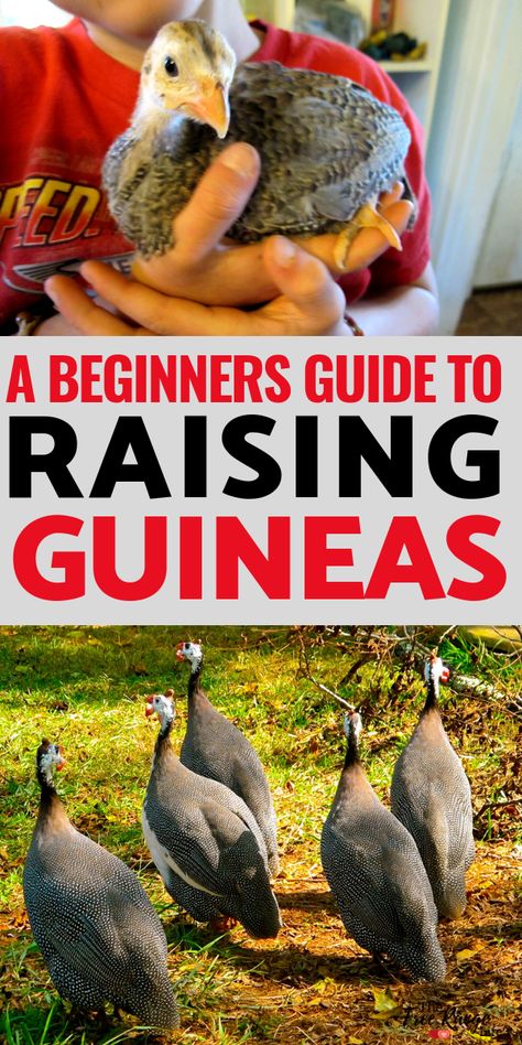 Guinea Fowl- Do you want to raise guineas on your homestead? Get the complete beginners guide to raising guinea fowl from keet to hen. Pet Enclosures, Raising Turkeys, Urban Chicken Farming, Raising Farm Animals, Urban Chickens, Guinea Fowl, Building A Chicken Coop, Backyard Chicken Coops, Poultry Farm