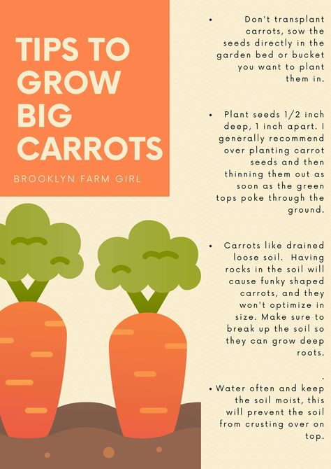 We grew giant carrots in our NYC garden. Find out tips and tricks to grow big carrots in your own vegetable garden. Nyc Garden, How To Plant Carrots, Carrot Gardening, Growing Carrots, Vegetable Garden Tips, Garden Layout Vegetable, Vegetable Garden Planning, Vegetable Garden Diy, Gardening Hacks