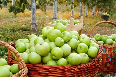 Baked Granny Smith Apples Recipe, Baked Granny Smith Apples, Apple Pie With Granny Smith Apples, Apple Crisp Granny Smith Apples, Granny Smith Apple Tree, Lavender Hidcote, Butterflies And Hummingbirds, Apple Photo, Flowering Cherry Tree