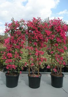 15 GALLONS: Bougainvilleas-Bush-Trellis72"-Standard & Braided Trellis Bougainvillea, Bougainvillea Trellis, Bougainvillea Plant, Trellis Garden, Trellis Ideas, Plant Trellis, Small Vegetable Gardens, Vegetable Garden For Beginners, Diy Trellis