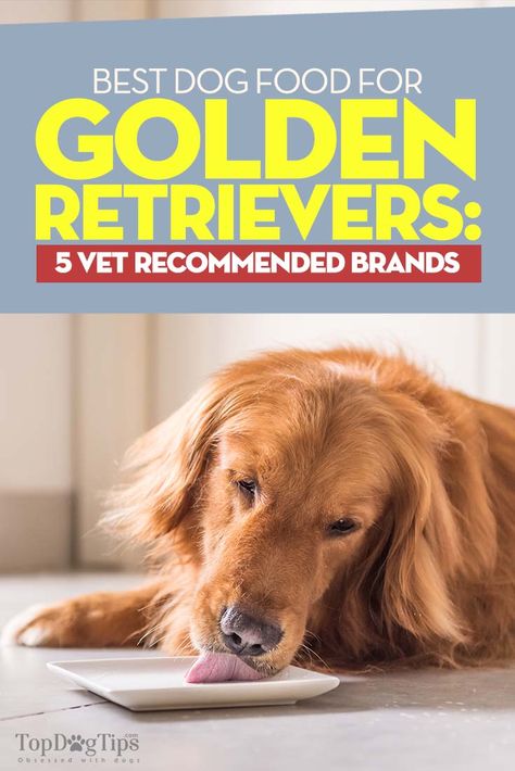 The Best Dog Food for Golden Retrievers. From the moment they are born, Golden Retrievers are balls of sweet, silly fun. They are friendly dogs that enjoy spending time with adults, children and other animals. When they are young they have a lot of energy, but as they age they begin to slow down. That's why it's so important to find the best dog food for Golden Retrievers for every stage of your pet's life. #golden #retrievers #dogs #food #dogfood #best #vets #tips Food For Golden Retrievers, Golden Retriever Grooming, Golden Retriever Training, Best Puppy Food, Golden Retriever Funny, Golden Puppy, Dog Food Brands, Best Puppies, Best Dog Food