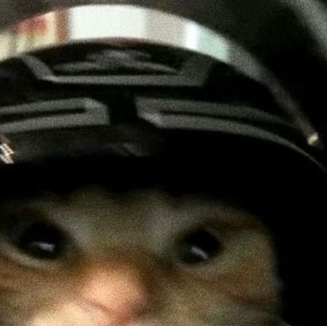 Cat Riding Motorcycle, Aesthetic Icon For Instagram, Biker Aesthetic Wallpaper, Biker Pfp, Motorcycle Pfp, Cat Motorcycle, Aesthetics Pics, Biker Helmets, Pic Aesthetic