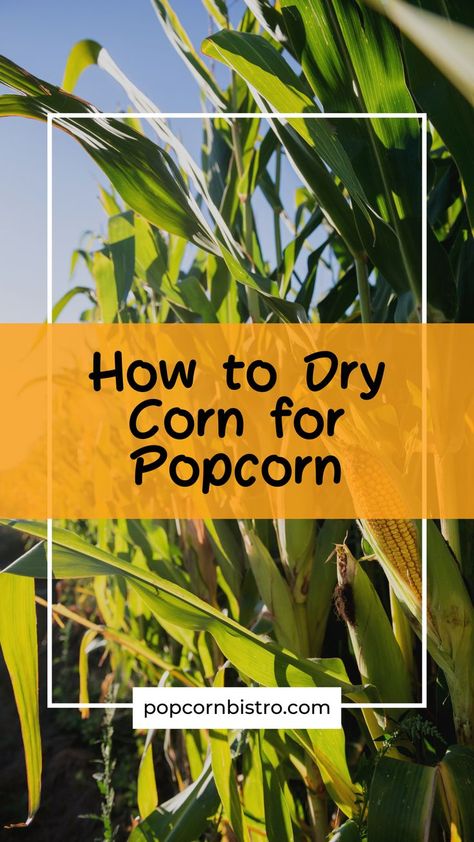 If you enjoy gardening and snacking on popcorn, why not grow popcorn in your garden? True, any form of maize needs a lot of space to thrive. It is, however, an incredibly fascinating crop, especially if you end up harvesting and drying it yourself! Check out this article on how to dry your own corn for popcorn! #gardening #popcorn #growyourownpopcorn #snackideas #growpopcorn #harvestpopcorn #harvestcorn #drycorn #cornfield Chocolate Covered Popcorn, How To Make Popcorn, Harvest Corn, Perfect Popcorn, How To Make Corn, Growing Corn, Homemade Popcorn, Corn Chowder Recipe, Popcorn Kernels