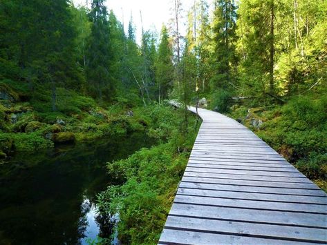 Top 10 BEST Hikes in Finland for the Outdoor Lovers Castle Tower, Outdoor Lover, Hiking Trail, Forest Park, Forest Fire, Going Fishing, Pine Forest, Nature Trail, Best Hikes