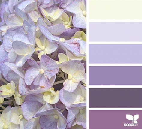 Design Seeds Color Palette, Seeds Color Palette, Colours That Go Together, Seeds Color, Color Palette Challenge, Color Catalog, Color Dream, Color Schemes Colour Palettes, Hue Color