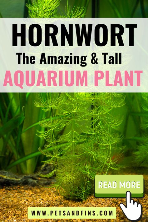 Tall Aquarium, Shrimp Tanks, Snail Tank, True Roots, Outdoor Ponds, Shrimp Tank, Floating Plants, Invasive Plants, Pond Plants