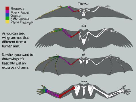 Wings Anatomy, Build A Dragon, Wing Anatomy, Wings Inspiration, Wings Sketch, Dragon Anatomy, Winged People, Tips For Artists, Bird People