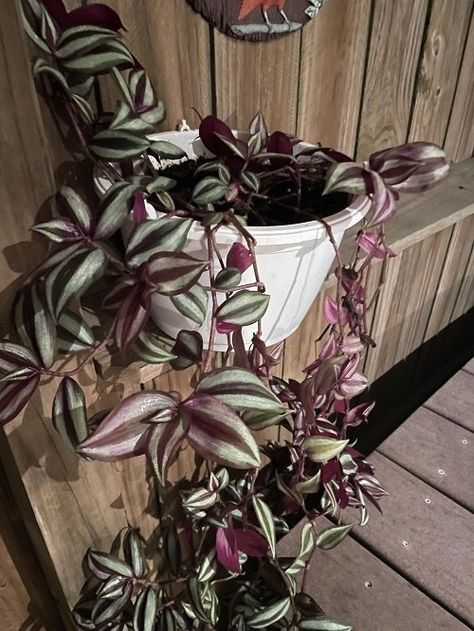 Leggy Wandering Jew Plant? 6 Ways to to Fix It Wandering Jew Planter Ideas, Wandering Jew Plant Care, Wondering Jew Plant, Wondering Jew, Jew Plant, Wandering Jew Plant, Small House Garden, Companion Planting Vegetables, Wandering Jew