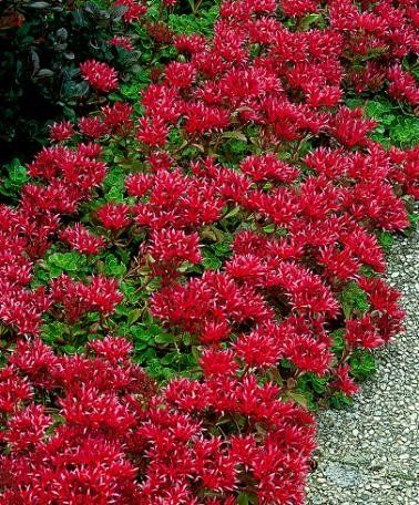 SEDUM-Creeping Red/Dragons Blood Sedum Ground Cover, Perennial Ground Cover, Sedum Plant, Spring Hill Nursery, Beautiful Leaves, Border Plants, Ground Cover Plants, Agaves, Shade Plants