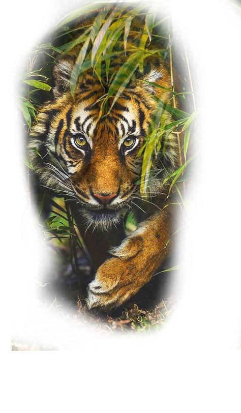 Animal Tattoos Color, Tiger Tattoo Color, Beautiful Angel Tattoos, Tiger Spirit Animal, Tiger Tattoo Sleeve, Big Cat Tattoo, Colored Tattoo Design, Face Tattoos For Women, Lion Tattoo Sleeves