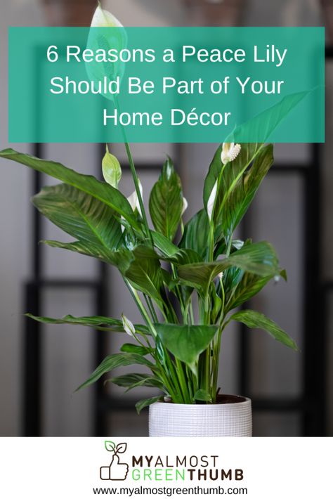 Peace Lily Pot Ideas, Lilly Plants, Peace Lillies, Peace Lilies, Attract Positive Energy, Peace Lily Plant, Succulent Planter Diy, Lily Plants, One Peace