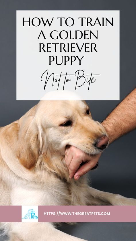 How to Train a Golden Retriever Puppy Not to Bite Red Golden Retriever Puppy, Golden Retriever Training, Dog Tricks, Rescue Puppies, Puppy Biting, Potty Training Puppy, Dog Games, Puppy Training Tips, A Golden Retriever