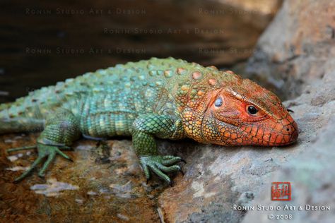 Caiman Lizard, Snake Turtle, Dragon Designs, Amazing Frog, Reptile Skin, Animal Reference, Animal References, Leopard Gecko, Reptiles And Amphibians