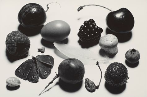 IRVING PENN (1917-2009) | Still life with Grape and Moth (A), New York, 1976 | Photographs | Christie's Irving Penn, Food Props, Still Life Photos, Still Photography, Gelatin Silver Print, Famous Photographers, Photography Inspo, Photography Photos, Still Life Photography