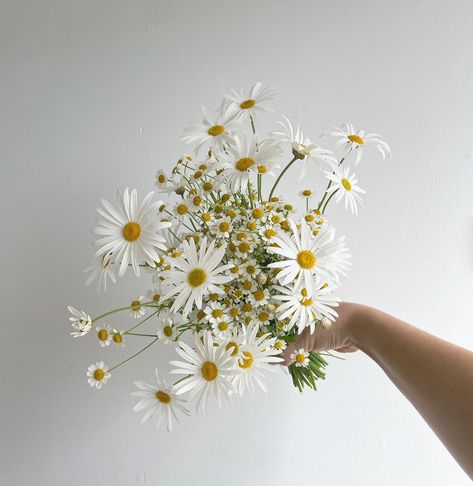 Another moment for the these en masse / single variety cuties 💌 I absolutely LOVE creating single variety bouquets, as it adds a diverse point of interest and enhances the individuality to your florals. It is so special, and I always include all of the beautiful florals in the bridal bouquet! 🥹 Which one’s your favourite? 1. Whimsy daisies 2. Elegant tulips 3. Fluffy carnations 4. Wild sweetpea I love 1&2 best! 🌿 Camomile Flower Bouquet, Chamomile Wedding Bouquet, Daisy Bridal Bouquet, Daisy Bouquet Wedding, Daisy Bouquet, Courthouse Wedding, Lucky Star, Sweet Pea, Bridal Bouquet