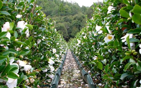 Camellia 'Setsugekka' hedge - sought-after white sasanqua, autumn ... Camellia Hedge, Autumn Flowering Plants, Garden Hedges, Living Walls, Hummingbird Garden, Specimen Trees, Bee Garden, Edible Landscaping, Evergreen Plants