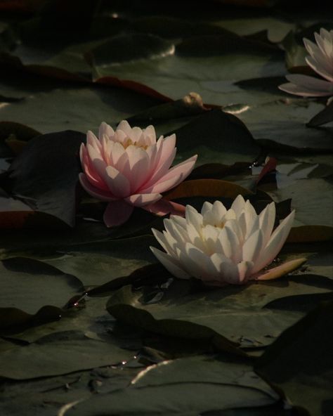 fayriequeene Lotus Pond Aesthetic, Beautiful Ponds, Lotus Aesthetic, Pond Aesthetic, Pond Covers, Lotus Pond, Lotus Flowers, Indian Aesthetic, Old Soul