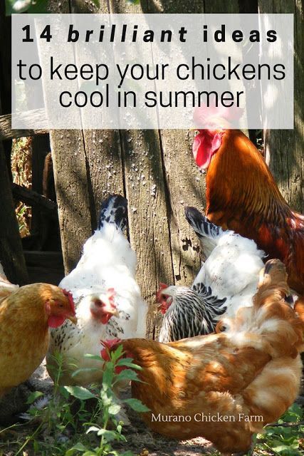 How to keep your chickens cool in summer and prevent heat stroke. Keep your chickens cools this summer with these genius tips and tricks. #urbanchickens #raisingchickens #chickens Homesteading Chickens, Baby Chicks Raising, Chicken Incubator, Summer Chicken, Chicken Care, Portable Chicken Coop, Urban Chickens, Backyard Chicken Farming, Keeping Chickens