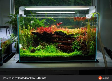 5 Gallon Aquarium, Aquarium Architecture, Fish Tank Themes, Nitrogen Cycle, Fish Tank Terrarium, Betta Fish Types, Fish Tank Design, Mini Aquarium, Question To Ask