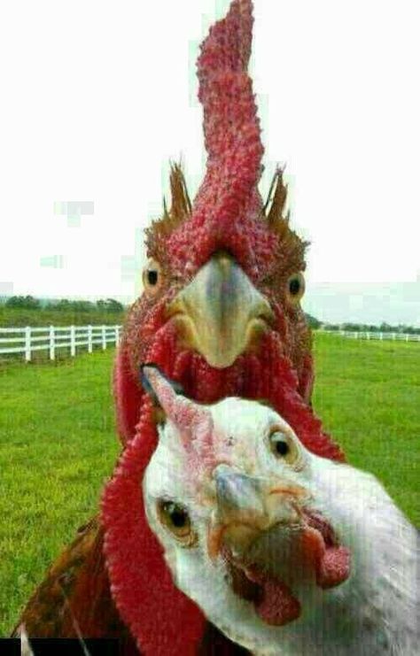 Chickens And Roosters, Chicken Humor, 웃긴 사진, Raising Chickens, Chickens Backyard, Funny Animal Pictures, Animal Photo, Beautiful Creatures, Beautiful Birds