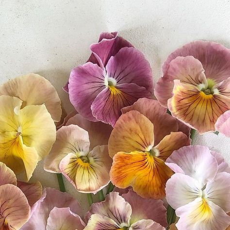 BJM Studio Specialty Flowers on Instagram: "The Imperial Antique Shades Pansies are going strong. I love this variety! Please see my stories for an up close view. #pansy #pansies #imperialantiqueshades #antiqueshades #antiqueshadespansy #antiqueshadespansies #flower #flowers" Peniones Flowers, Pansy Flower Aesthetic, Pansy Photography, Yellow Pansy, Pansy Flowers, Pansy Flower, Watercolour Inspiration, Pansies Flowers, Bunch Of Flowers