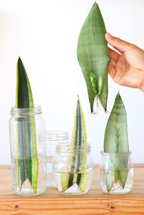 Snake Plant In Water, Snake Plant Propagation, Plant In Water, Tanaman Air, Sansevieria Plant, Tanaman Indoor, Tanaman Pot, نباتات منزلية, Plant Care Houseplant