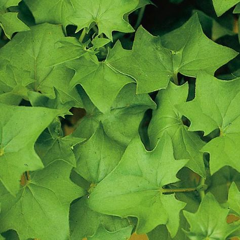 German Ivy (Senecio mikanioides) Indoor Care and Propagation Evergreen Climbers, Easy To Grow Houseplants, Cookie Bowls, Plant Wishlist, Ivy Plants, Gardening Plants, Garden Life, Indoor Plant Care, Plant Ideas