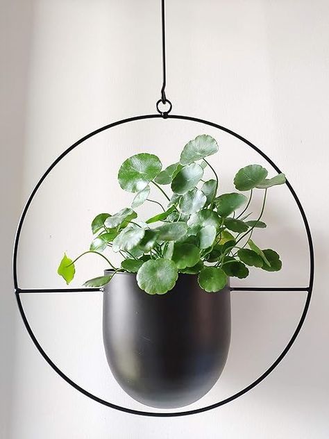 Amazon.com : Hiplus Boho Metal Plant Hanger,Metal Round Hanging Planter, Modern Planter, Mid Century Plant Holder, Minimalist Planter for Indoor Outdoor Home Decor (Gold) : Patio, Lawn & Garden Metal Plant Wall Hanger, Disco Ball In Plant Hanger, Wall Plant Hangers Indoor Metal, Gold Hanging Planters Indoor, Black Plant Hanger, Floating Cat Shelves, Mid Century Plants, Metal Plant Hangers, Century Plant