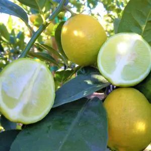 Shop Our Array of Citrus Trees Today | Nature Hills Nursery Mexican Lime Tree, Spa Kitchen, Evergreen Bush, Arborvitae Tree, Floribunda Roses, Patio Trees, Flowering Cherry Tree, Redbud Tree, Crabapple Tree