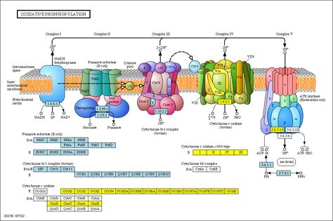 Is there an evolutionary reason for the 5 electron transport complexes in plants and animals? - Biology Stack Exchange Atp Synthase, Oxidative Phosphorylation, Dna Lab, Biochemistry Notes, Light Reaction, Electron Transport Chain, Biology Resources, Brain Anatomy, Teaching Biology