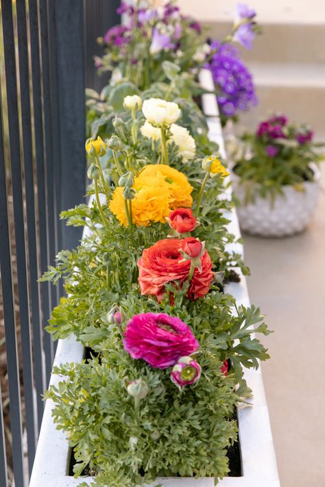 The Mini Rainbow Garden of Your Dreams - Oh Joy! Ranunculus Garden Pots, Rainbow Garden Ideas, Small Garden Box Ideas, Colourful Garden Ideas, Rainbow Flower Garden, Mini Flower Garden, Flower Pots Ideas, Spring Containers, Spring Flowers Garden