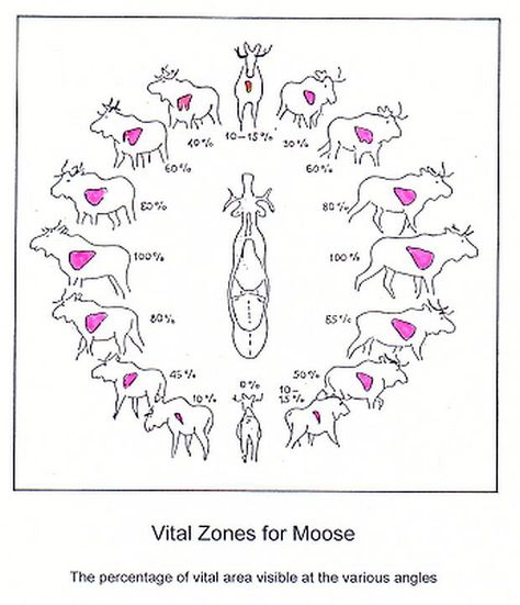 https://www.youtube.com/c/marcelchassepeche  Vital zones for moose Texas Deer Hunting, Hunting Gadgets, Hunting Crafts, Whitetail Deer Hunting, Hunting Tattoos, Moose Hunting, Deer Hunting Tips, Quail Hunting, Pheasant Hunting