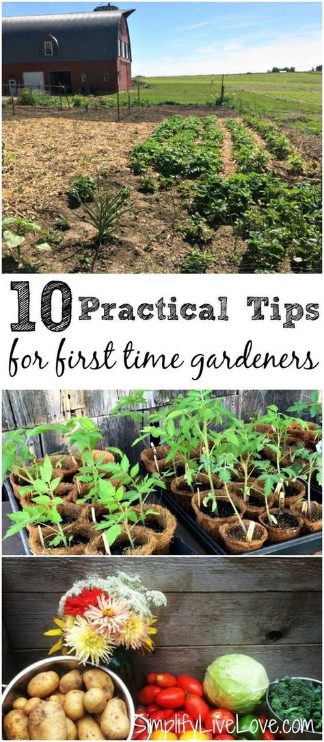 Growing A Garden, First Garden, Aesthetic Header, Organic Vegetable Garden, Starting A Garden, Have Inspiration, Organic Gardening Tips, Hydroponic Gardening, Veggie Garden