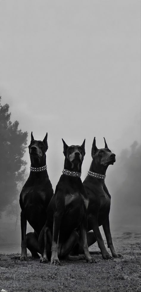 Modern Wallpapers, Wallpapers For Iphone, Screen Size, Doberman, Ios, Wallpapers, Screen, Iphone, Dogs