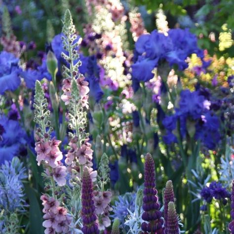 Crocus.co.uk on Instagram: "💜💙 Pollinator blue & purple cottage combination 💙💜  How stunning is this border filled with blues, purples, and hints of pinks? Perfect for a summery cottage garden that will encourage hundreds of pollinators.   Swipe to see the full guide 👉  1⃣ Lupinus 'Masterpiece'  Stunning purple flowers with orange flecks appear in early summer. This is a new variety, and the fabulous colour looks great when planted with blue and pink flowering plants. ☀️ Full sun ❄ Full hardy 🌸 Jun  2⃣ Verbascum Merlin A gorgeous Verbascum with dusky pink to pale purple flowers with brown centres. A great, more accessible, alternative is Verbascum 'Pink Domino'.  ☀️ Full sun ❄ Full hardy 🌸 Jun-Aug  3⃣ Iris Mer du Sud Violet flowers and cornflower-blue beards appear among sword-shape Purple Cottage, Purple Beach, Beach Flowers, Violet Flowers, Blue And Purple Flowers, Cottage Gardens, Backyard Paradise, Pale Purple, Pink Instagram