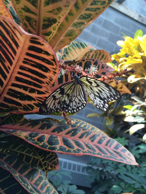 “It is kind of like you are walking through a cloud of butterflies,” said Andalyne Tofflemire, a naturalist and volunteer coordinator at the Cambridge Butterfly Conservatory. This urban tropical oa... Butterfly Conservatory, Volunteer Coordinator, Butterfly Species, Tropical Oasis, Costa Rica, Cambridge, Plant Leaves, Like You, Butterflies