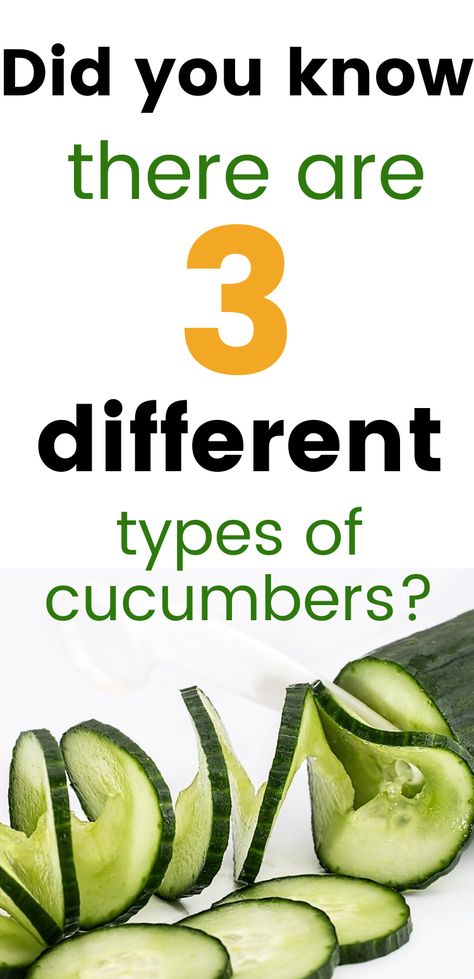 Did you know there are three different types of cucumbers depending on their use? This guide will tell you exactly what each type of cucumber is for, so you can make the right decision next time you're ready for one. #homesteadingtips #homesteadlife #gardeningtips Types Of Cucumbers, What To Do With Excess Cucumbers, When To Pick Cucumbers, Lots Of Cucumbers, Facts About Cucumbers, Cucumber Nutrition Facts, Vegetable Garden Tips, Right Decision, Homestead Ideas