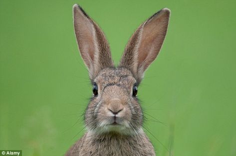 European rabbits, like this one, have been declining across Europe due to disease, hunting and loss of habitat Creature Drawing Reference, Mixed Media Self Portrait, Animal Drawing Tutorial, Gargoyle Sculpture, Rabbit Anatomy, Rabbit Oc, Rabbit Warren, Winnie Cooper, Boxing Hares