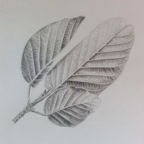 Plant Sketch, Maple Leaf Art, Plants Drawing, Coffee Advertising, Ballpoint Pen Art, Realistic Sketch, Botanical Drawing, Pencil Shading, Object Drawing