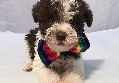 Miniature Schnoodle, Mini Schnoodle, Schnoodle Puppies For Sale, Schnoodle Puppy, Sheepadoodle Puppy, Button Nose, Schnauzer Puppy, Best Brushes, Working Dogs