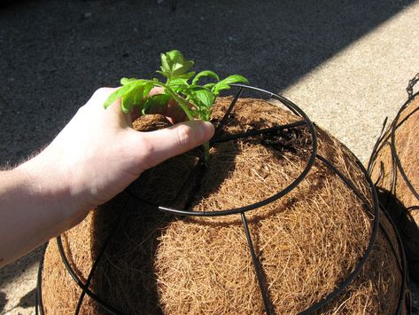 Tomato Hanging Basket, Hanging Tomato Plants, Patio Tomatoes, Best Tasting Tomatoes, Growing Tomatoes Indoors, Tomato Growers, Tomatoes Growing, Tomato Planter, Growing Tomato