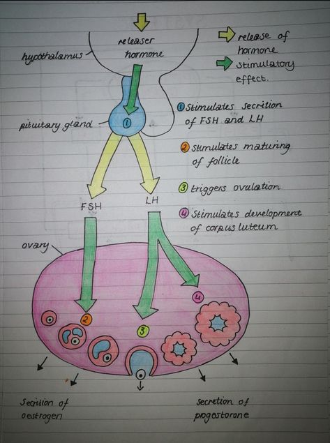 A Level Biology Cell Structure Notes, Hypothalamus Hormones, Female Ovary Diagram, Fsh Hormone, Lung Histology, Male Reproductive System Histology, Endoplasmic Reticulum Diagram, Obstetrics And Gynaecology, Basic Anatomy And Physiology