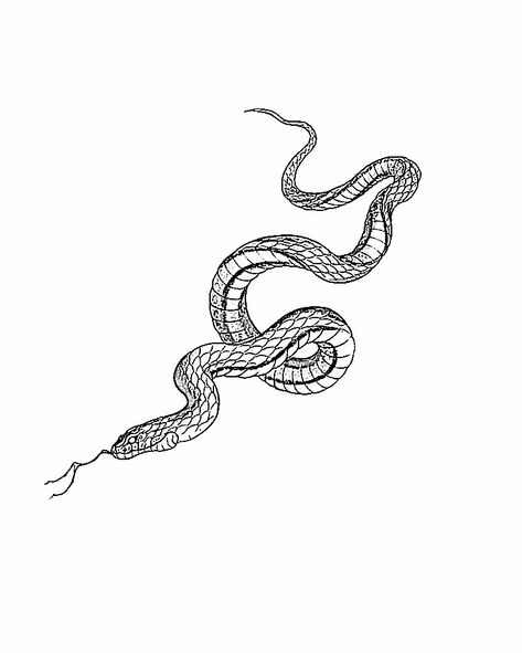 Long Snake Tattoo Design, Long Snake Tattoo, Snake Sketch Tattoo, Snake Sketch, Long Snake, Snake Tattoo Design, Hapkido, Snake Tattoo, Tattoo Sketches