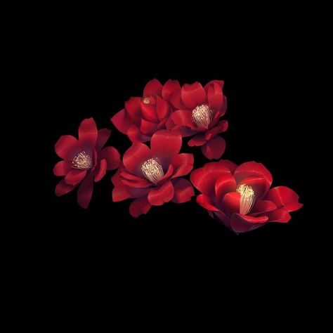 Flowers Png For Editing, Red Overlays For Edits Png, Red Overlays For Edits, Pngs For Editing, Png Black Background, Wattpad Background, Red Background Images, Background Flowers, Like Icon