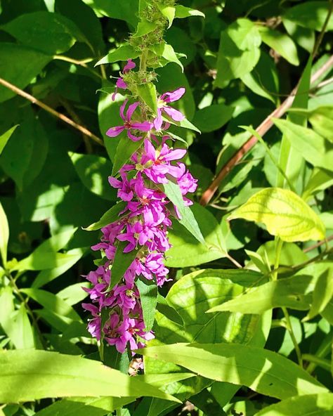 08/01/23 11:45am ————————— Purple Loosestrife Flower🪻 ————————— #photographer #photooftheday #photography #photo #naturephotography… | Instagram Purple Loosestrife, Nature Photographs, Aesthetic Photography, Nature Photos, Nature Photography, Photographer, Purple, Flowers, Photography