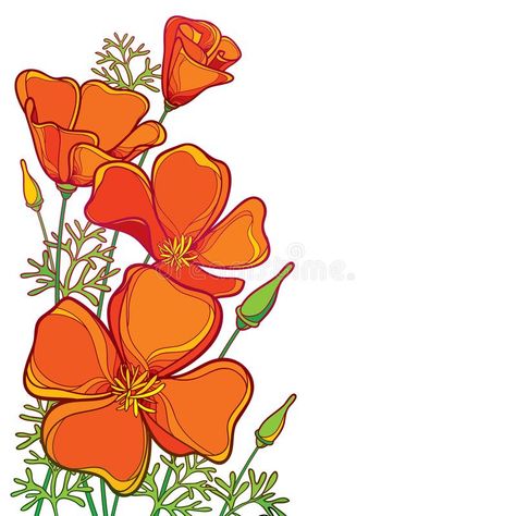 Vector corner bouquet of outline orange California poppy flower or California sunlight or Eschscholzia, leaf and bud isolated. stock illustration California Poppy Drawing, California Poppy Flower, California Poppy Art, Poppy Flower Drawing, Poppy Photo, Orange California, Poppy Drawing, Trippy Drawings, Birds Of Paradise Flower