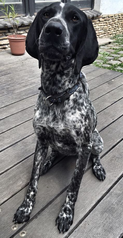 Black Pointer Dog, Black Gsp, German Pointer Puppy, German Short Haired Pointer, German Shorthaired Pointer Black, Gsp Dogs, Short Haired Pointer, German Shorthaired Pointer Dog, Selective Breeding